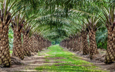 The secret love life of palm oil