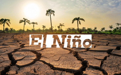 Tragic struggle of oil palm against El Nino