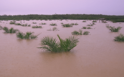 Beyond the acres: The art of naming plantation estates