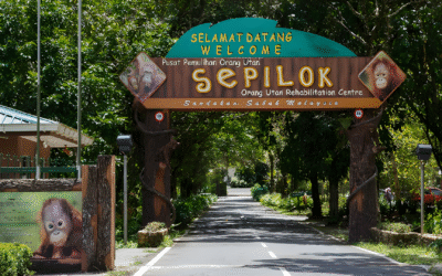 Oil Palm Unplugged: ‘Sawit’ stories you didn’t know you needed